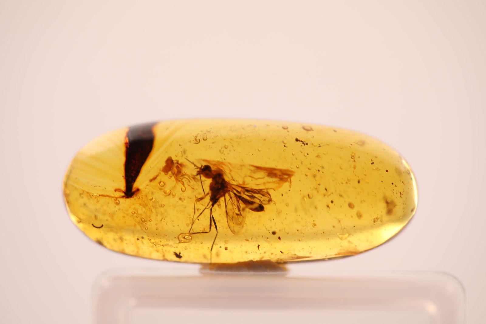 天然琥珀 虫入り琥珀 虫珀 ルース 標本 一点物 HPA01026 - メルカリ