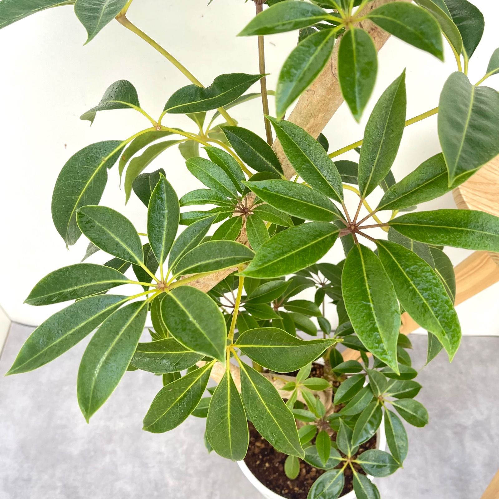 ツピタンサス シェフレラ ピュックレリ 2【現品】観葉植物 室内 大型