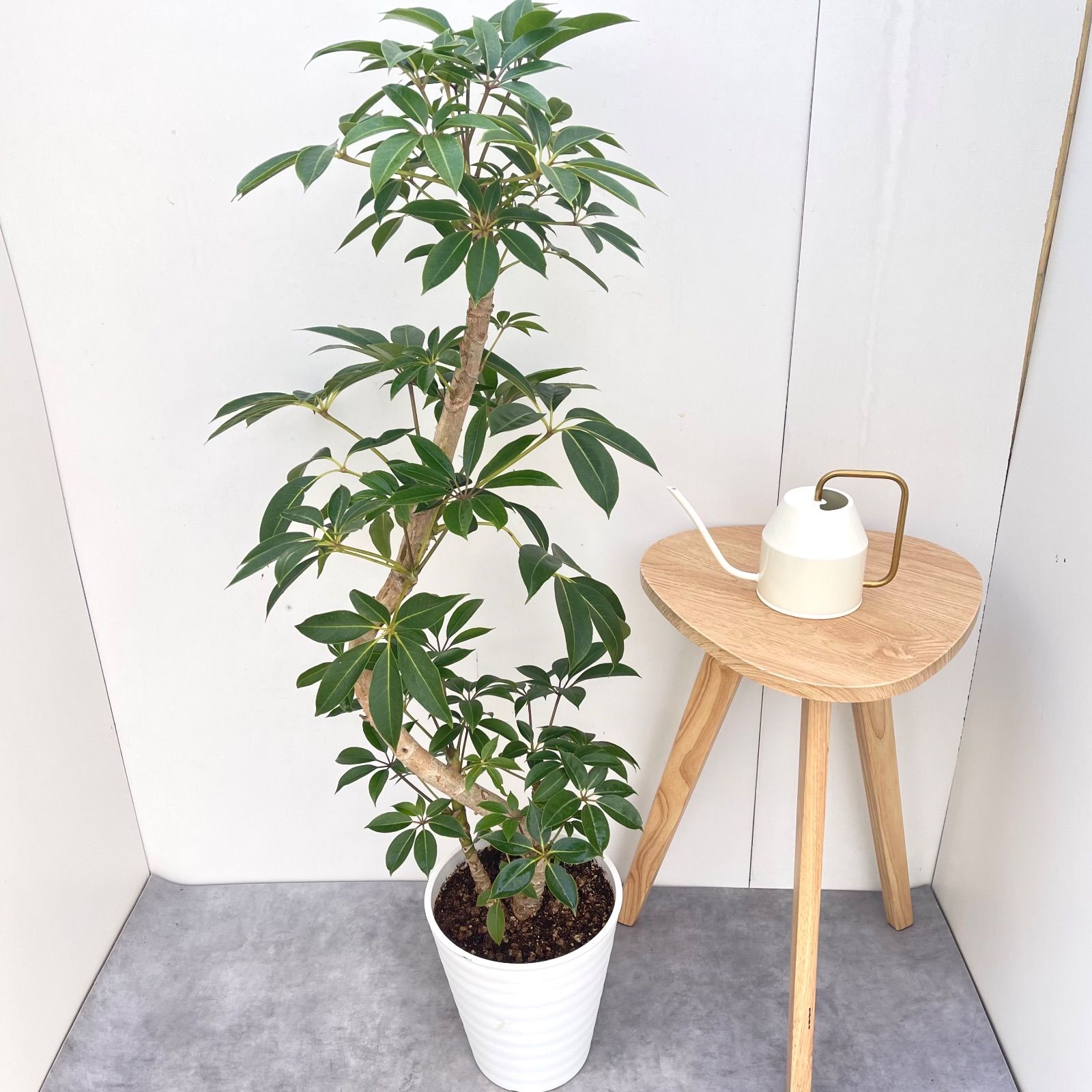 ツピタンサス シェフレラ ピュックレリ 2【現品】観葉植物 室内 大型