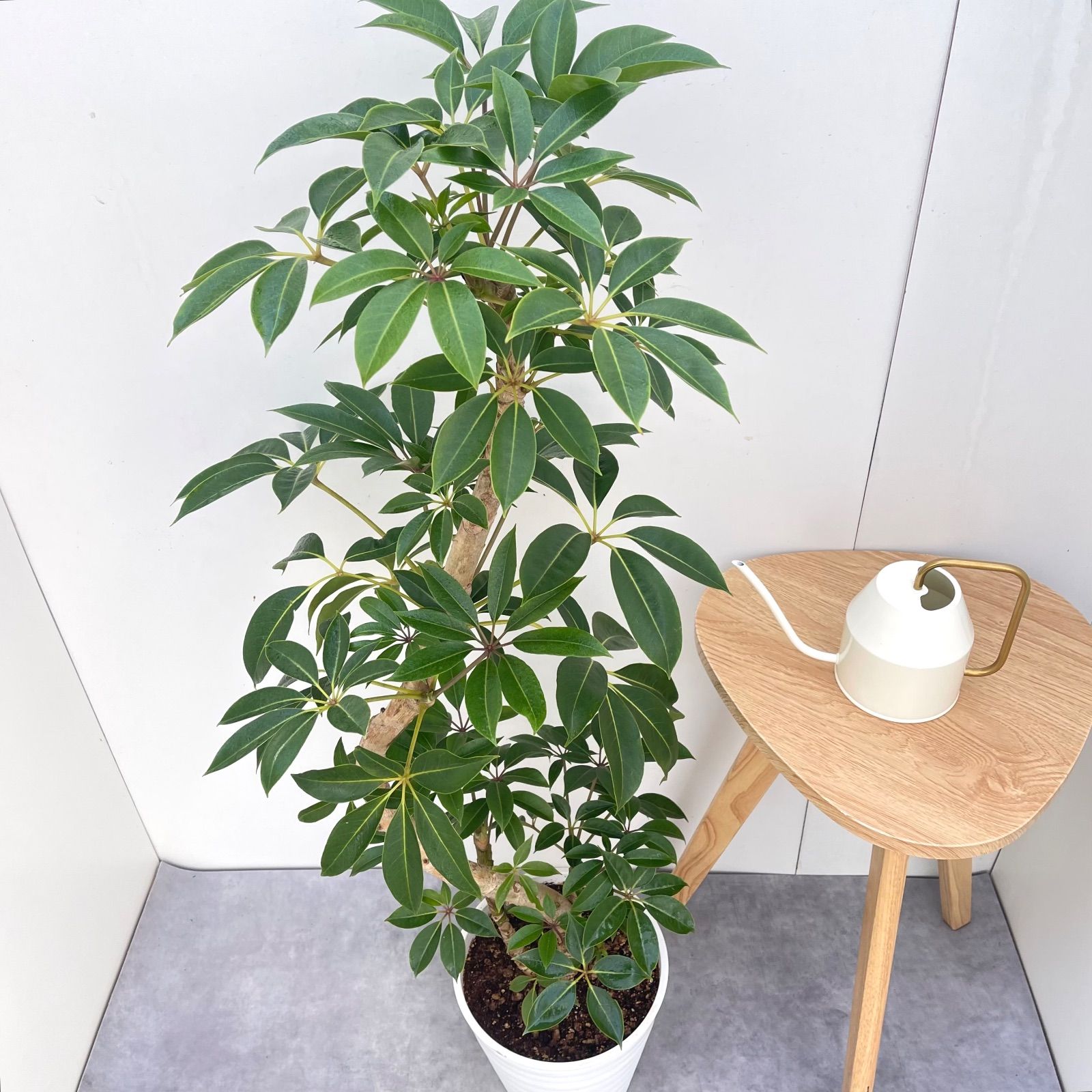 ツピタンサス シェフレラ ピュックレリ 2【現品】観葉植物 室内 大型