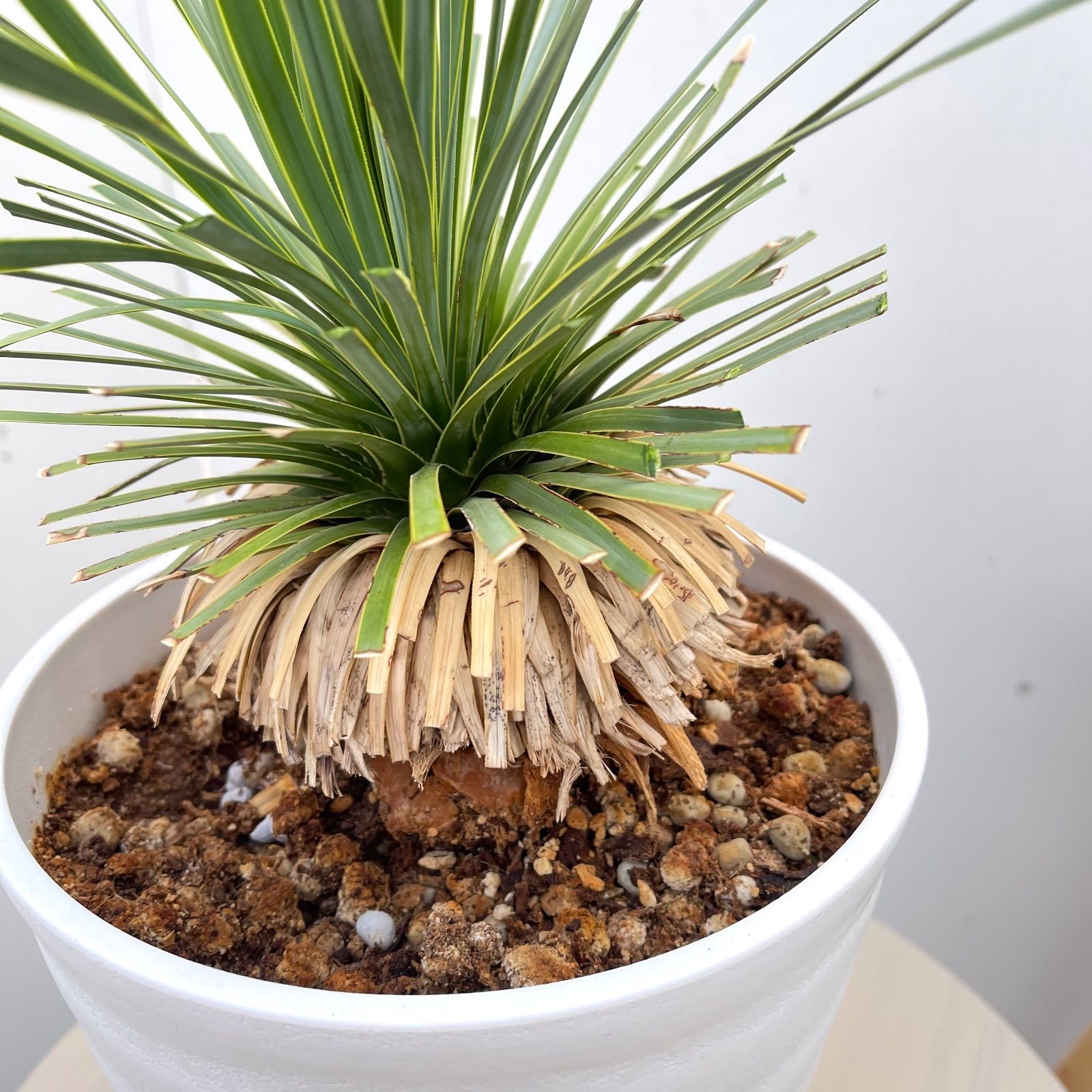 ユッカ ロストラータ サファイアスカイズ 配送 16【現品】 ☆希少