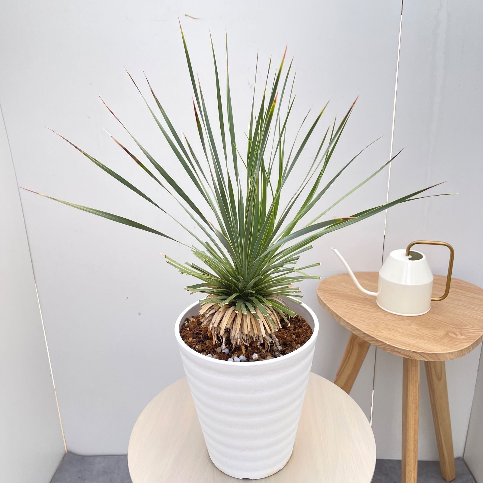 ユッカ ロストラータ サファイアスカイズ 16【現品】 ☆希少☆ 観葉