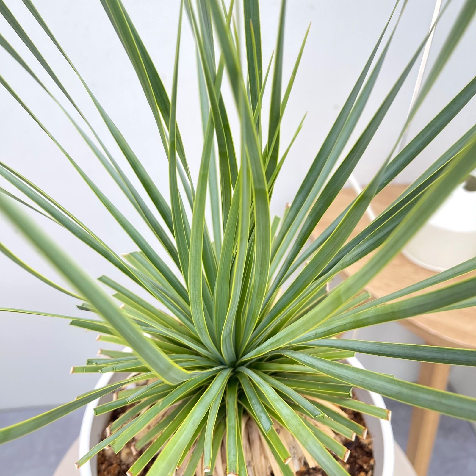 ユッカ ロストラータ サファイアスカイズ 16【現品】 ☆希少☆ 観葉