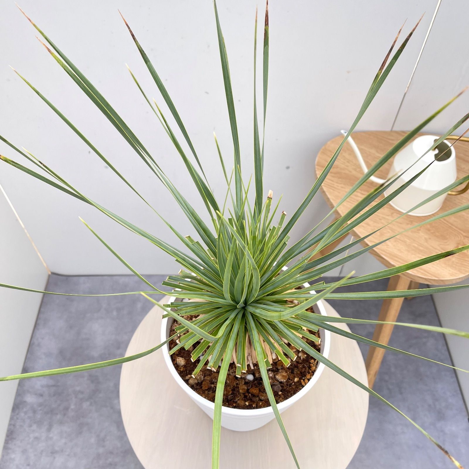 ユッカ ロストラータ サファイアスカイズ 16【現品】 ☆希少☆ 観葉