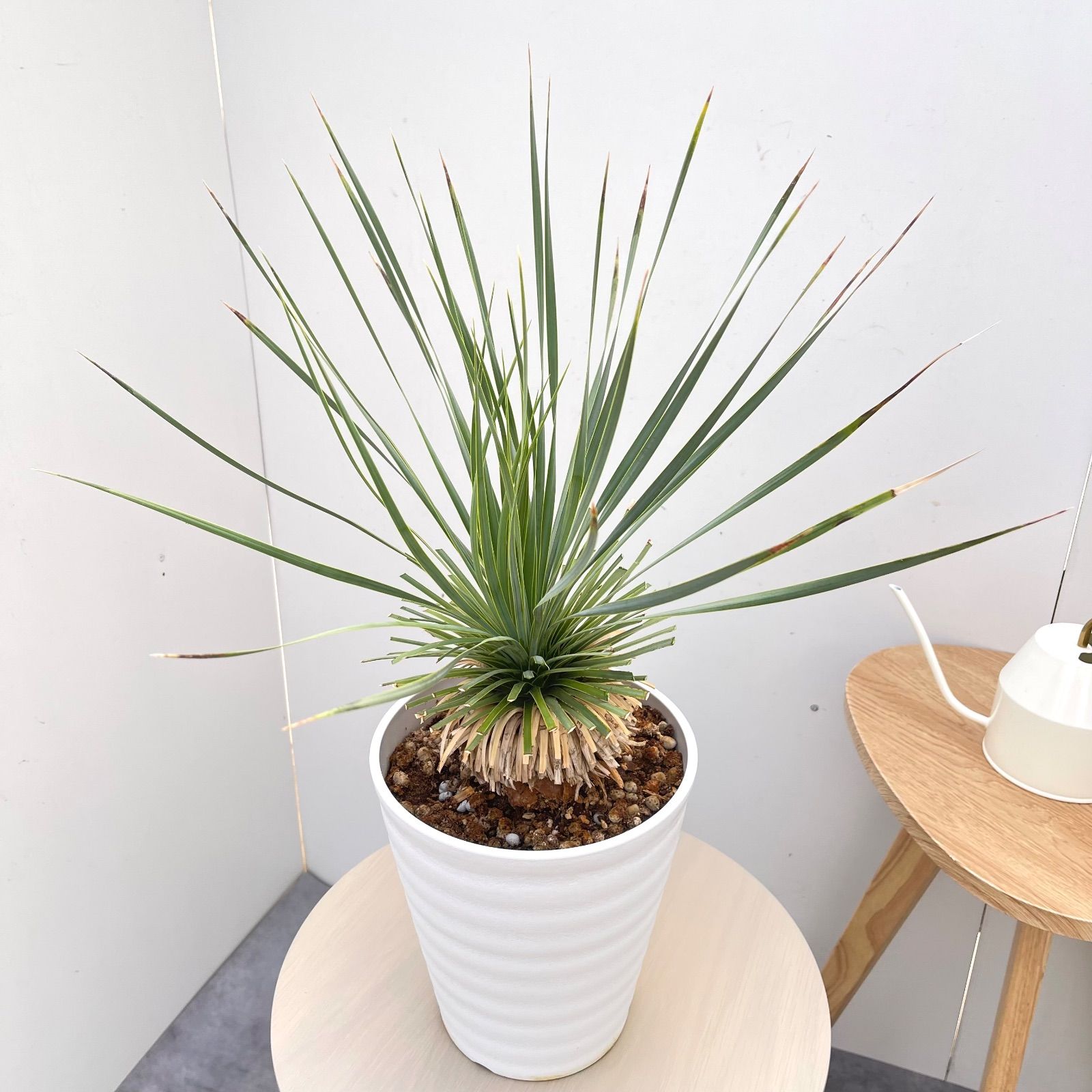 ユッカ ロストラータ サファイアスカイズ 16【現品】 ☆希少☆ 観葉