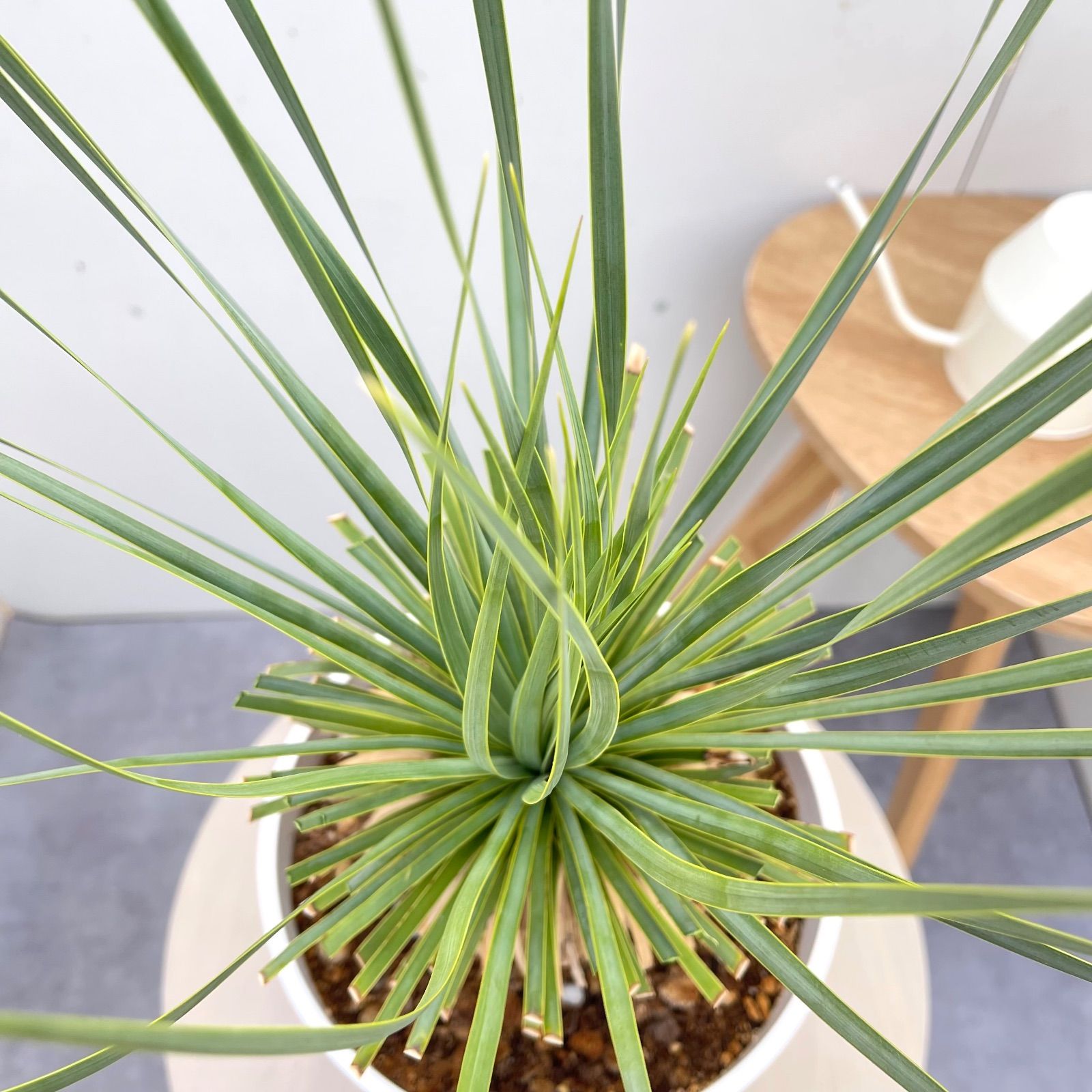 ユッカ ロストラータ サファイアスカイズ 配送 16【現品】 ☆希少