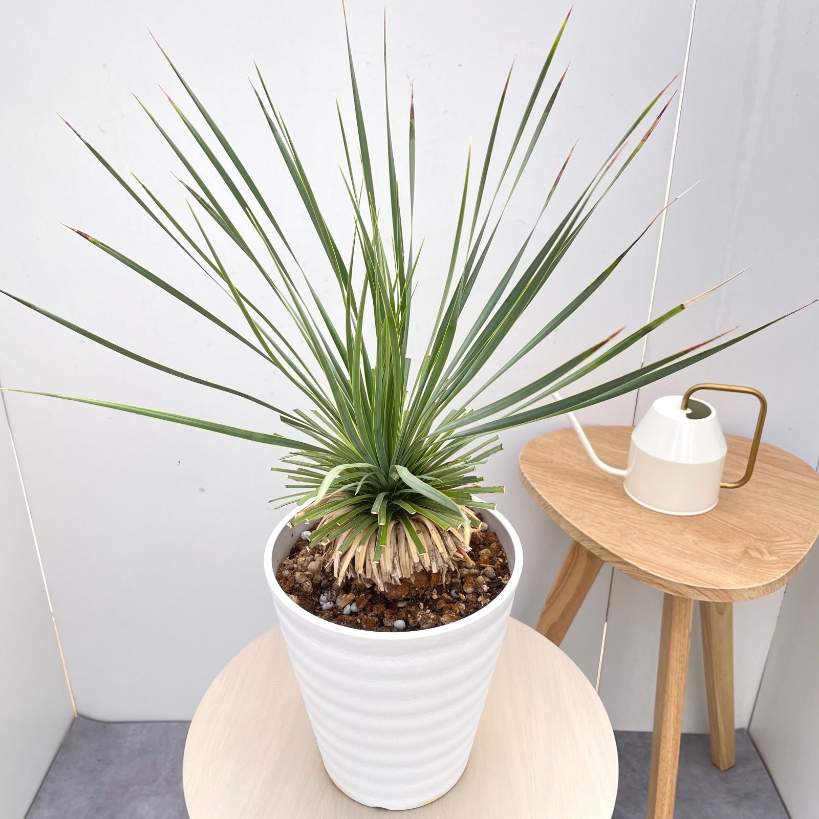 ユッカ ロストラータ サファイアスカイズ 配送 16【現品】 ☆希少