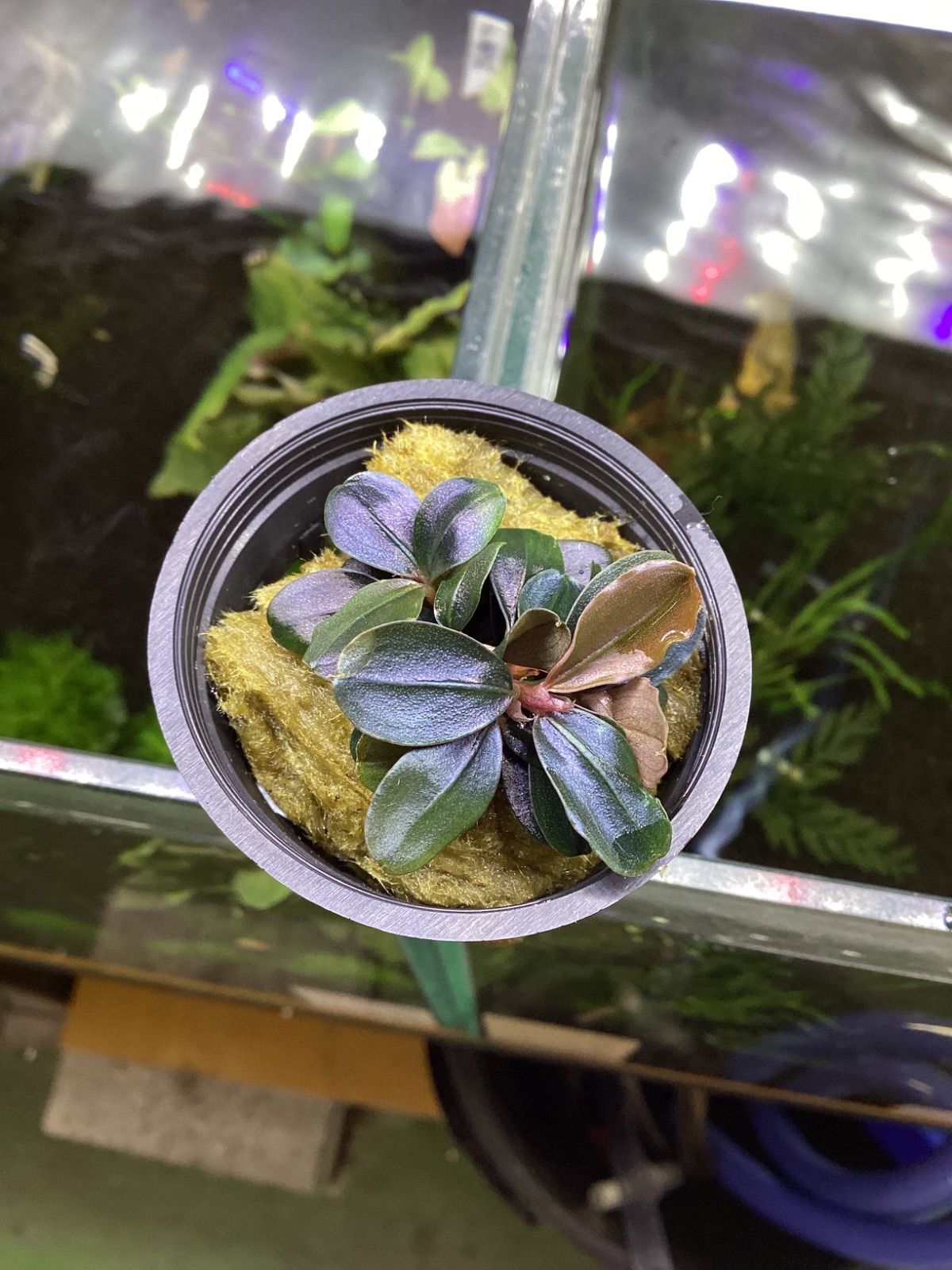 ブセファランドラ sp. ブラウニーネオ Bucephalandra sp. Brownie Neo