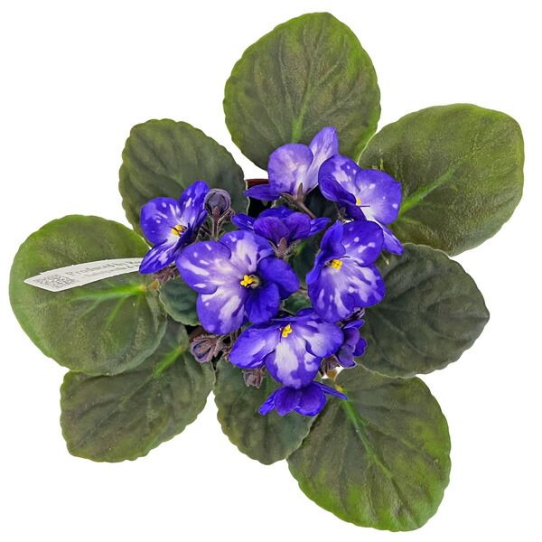 セントポーリア スパークリングオーシャン 3.5号 パープル 開花株