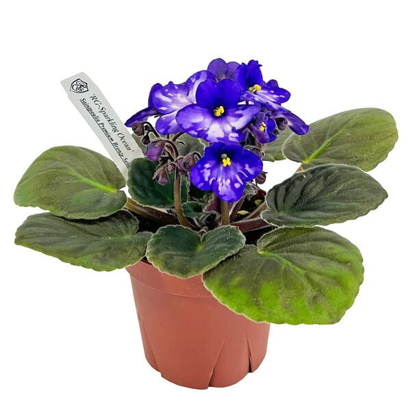 セントポーリア スパークリングオーシャン 3.5号 パープル 開花株