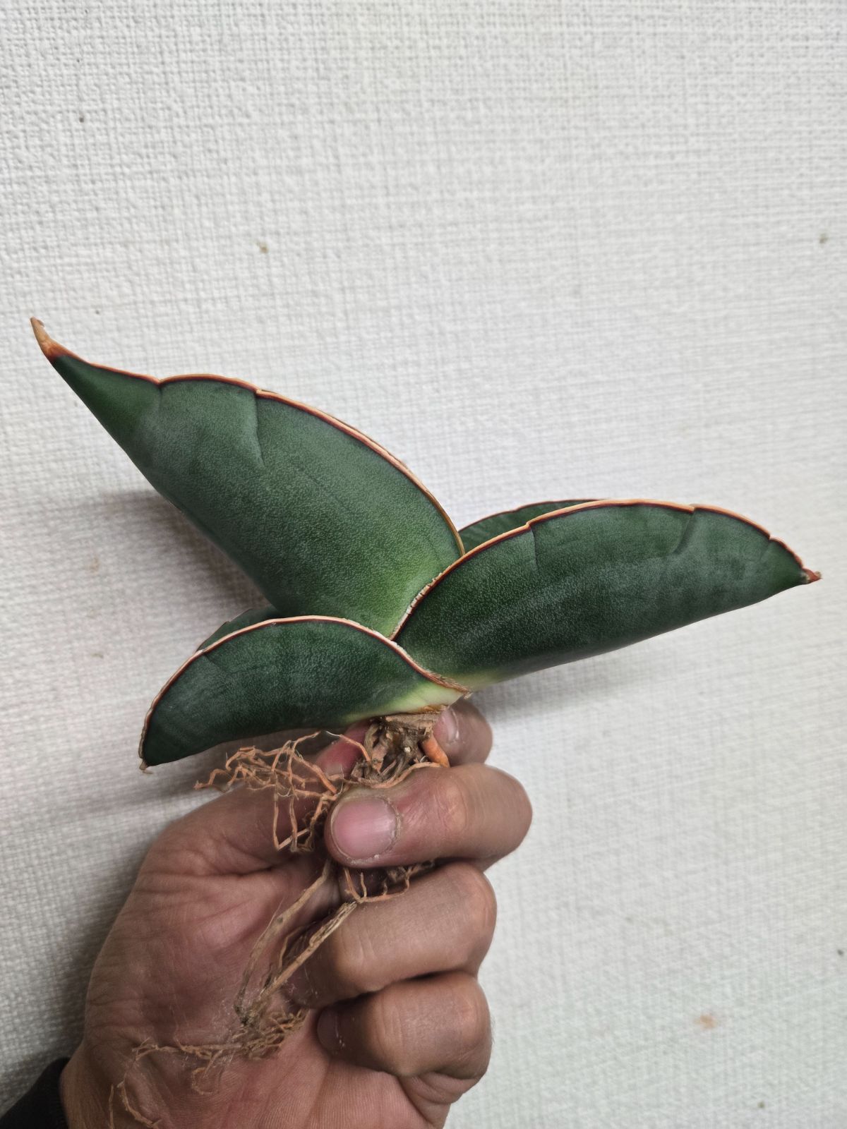 サンセベリア☆バナナ 特大株！特価！ - メルカリ