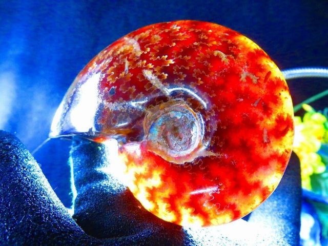 数万個の中の一個☆天然マダガスカル産 ☆ 縫合線オパールアンモナイト