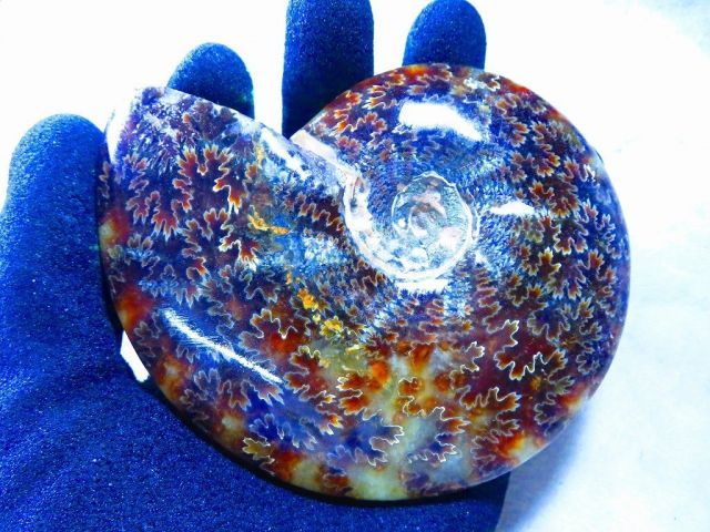 数万個の中の一個☆天然マダガスカル産 ☆ 縫合線オパールアンモナイト