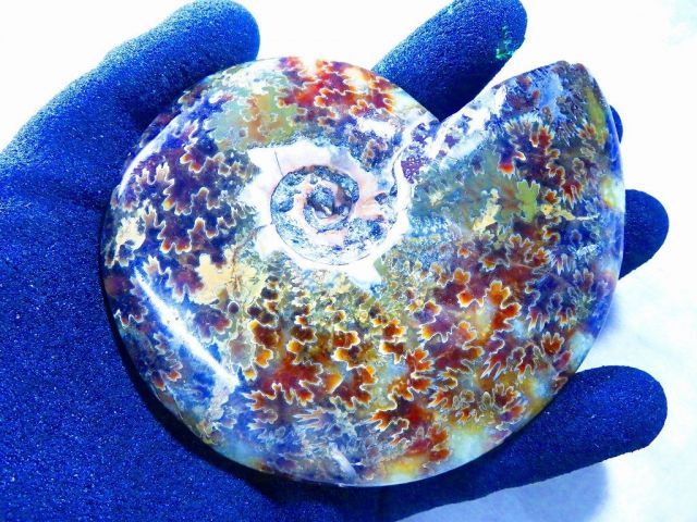 新品 マダガスカルのアンモナイト化石　超大　本物希少 共生タイプ　貴重品　置物 新品マダガスカルのアンモナイト化石 超大本物希少 貴重品 置物限定1個