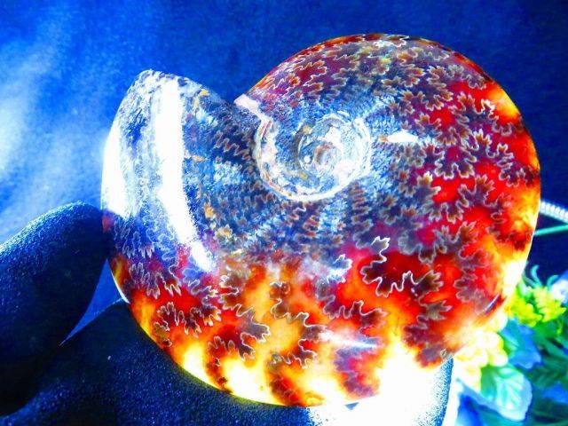 数万個の中の一個☆天然マダガスカル産 ☆ 縫合線オパールアンモナイト