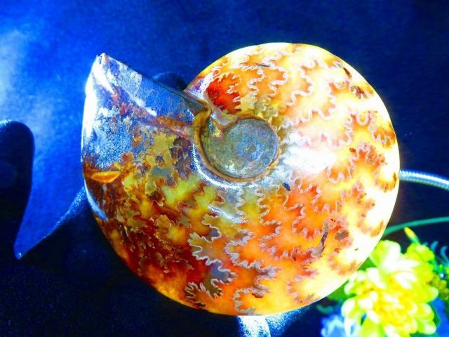 数万個の中の一個☆天然マダガスカル産 ☆ 縫合線オパールアンモナイト