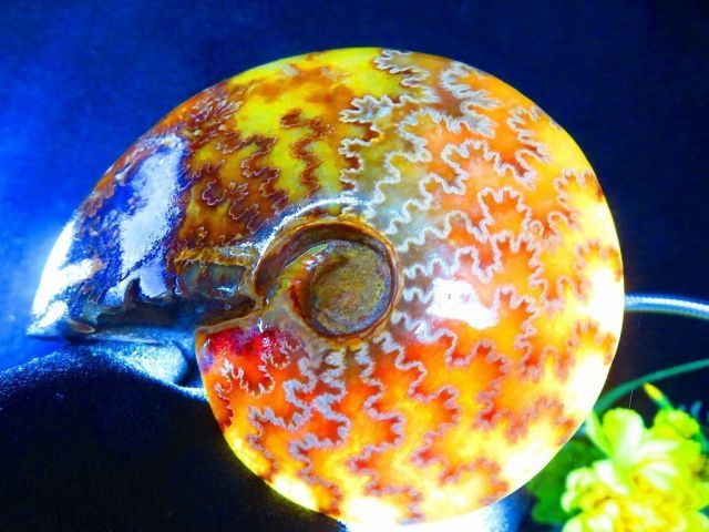 超限定品天然マダガスカル産オパールアンモナイト 化石 100個 超巨大型15ｋｇ 数万個の中の一個☆天然マダガスカル産 ☆ 縫合線オパールアンモナイト