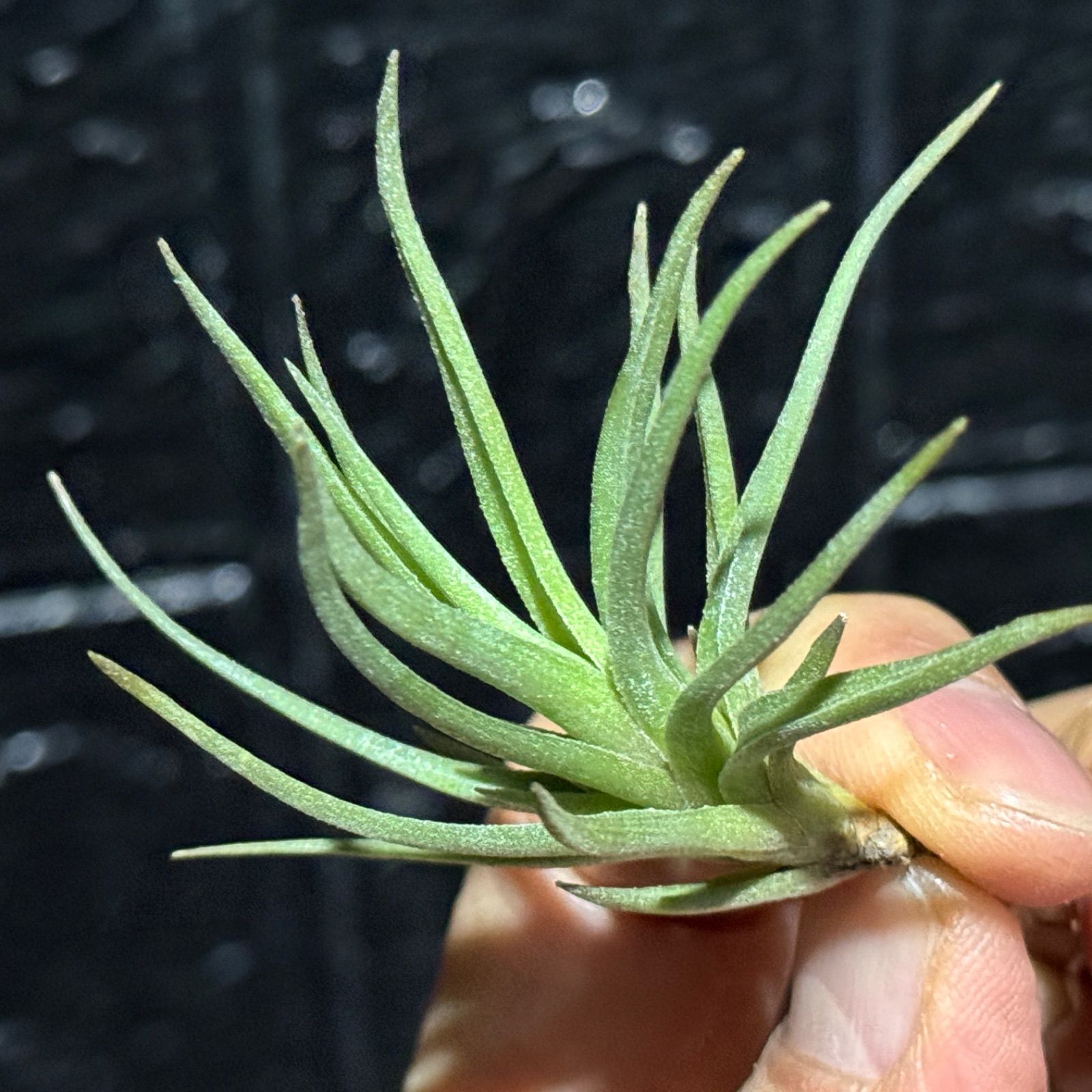 チランジア アルゲンティア Tillandsia argentea 20000 チランジア アルゲンティア Tillandsia argentea 20000