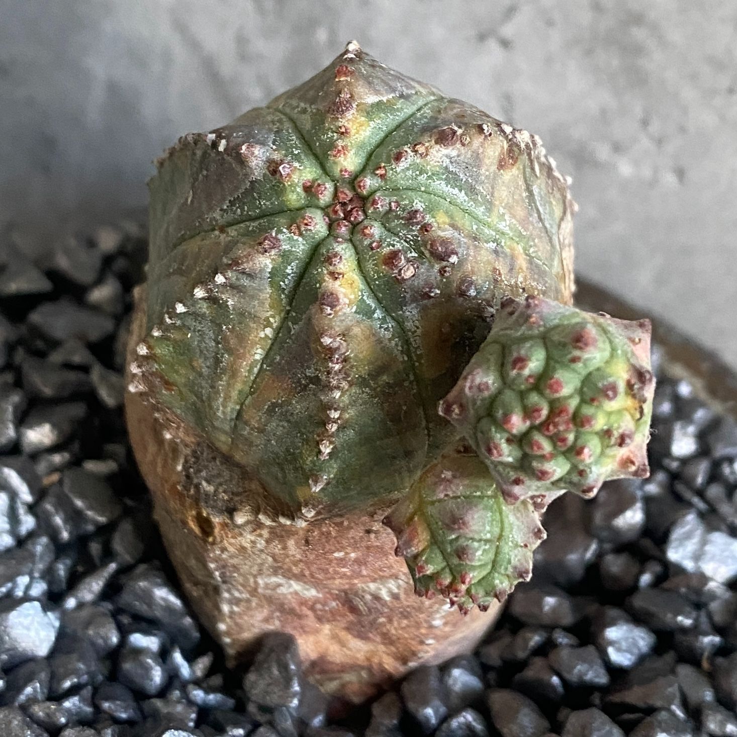 B16295☆数量限定販売！！☆ユーフォルビア 極上ヴィンテージ 木化株