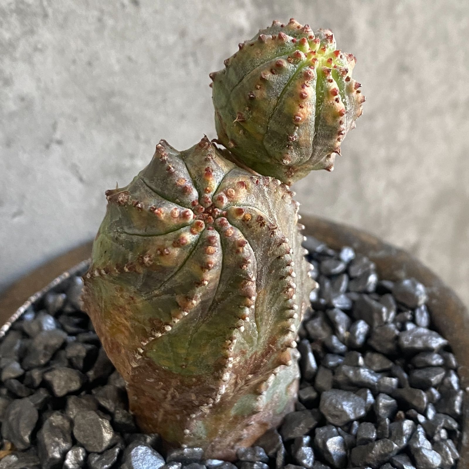 B16259☆数量限定販売！！☆ユーフォルビア 極上ヴィンテージ 木化株