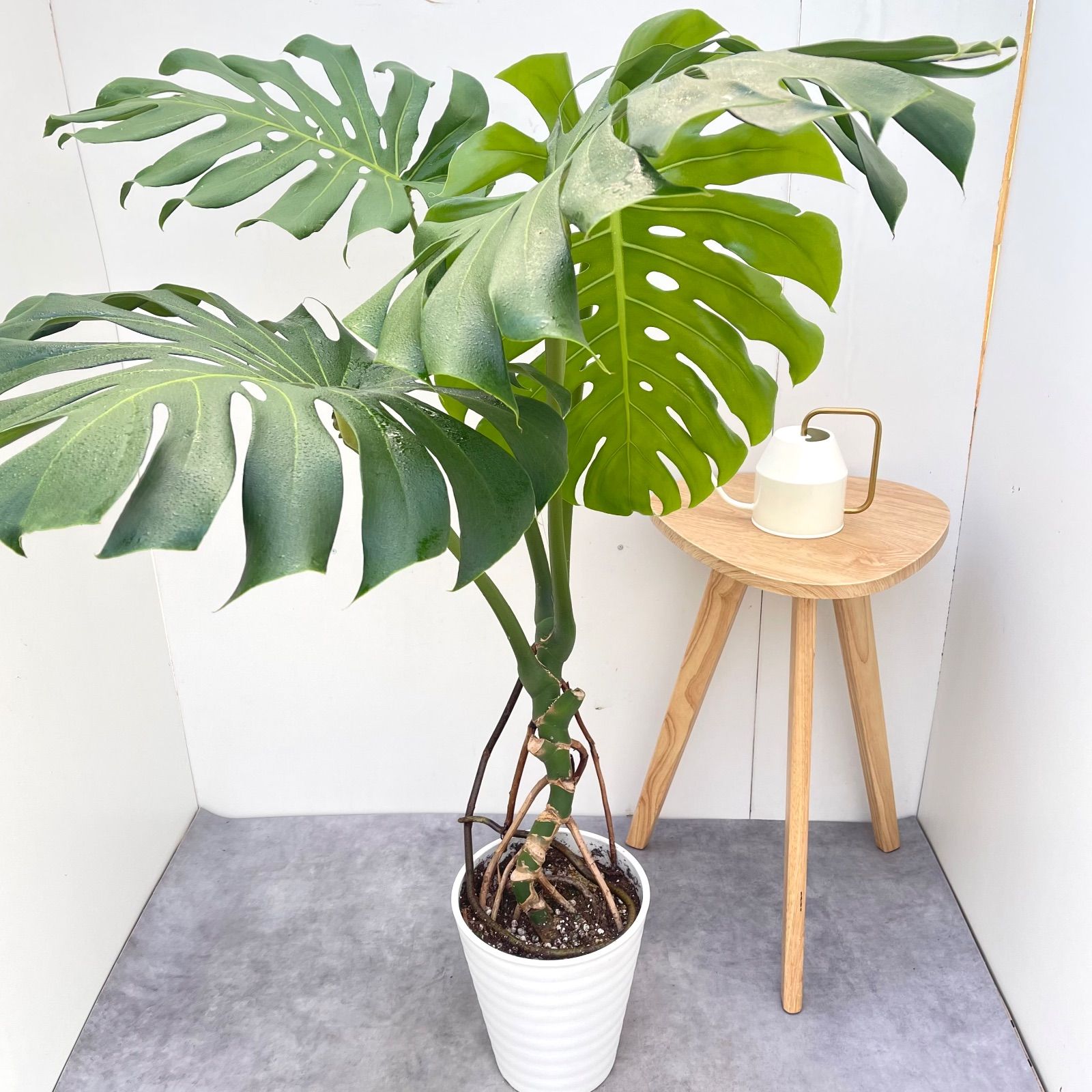 モンステラ デリシオサ 6【現品】観葉植物 室内 大型 - メルカリ