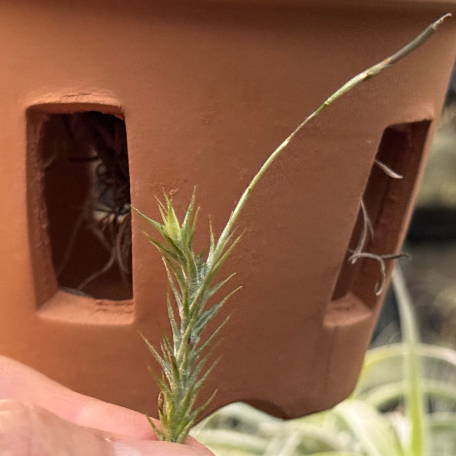 現品＊ シートポット＊ チランジア トリコレピス Tillandsia