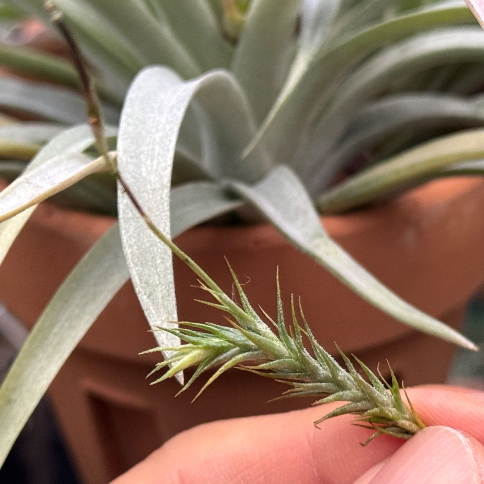 (激レア)チランジア　トリコレピス　クローズドフォーム　タイ便 現品＊ シートポット＊ チランジア トリコレピス Tillandsia