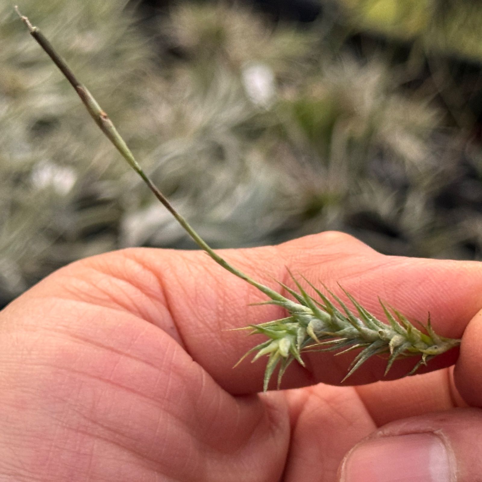 (激レア)チランジア　トリコレピス　クローズドフォーム　タイ便 現品＊ シートポット＊ チランジア トリコレピス Tillandsia