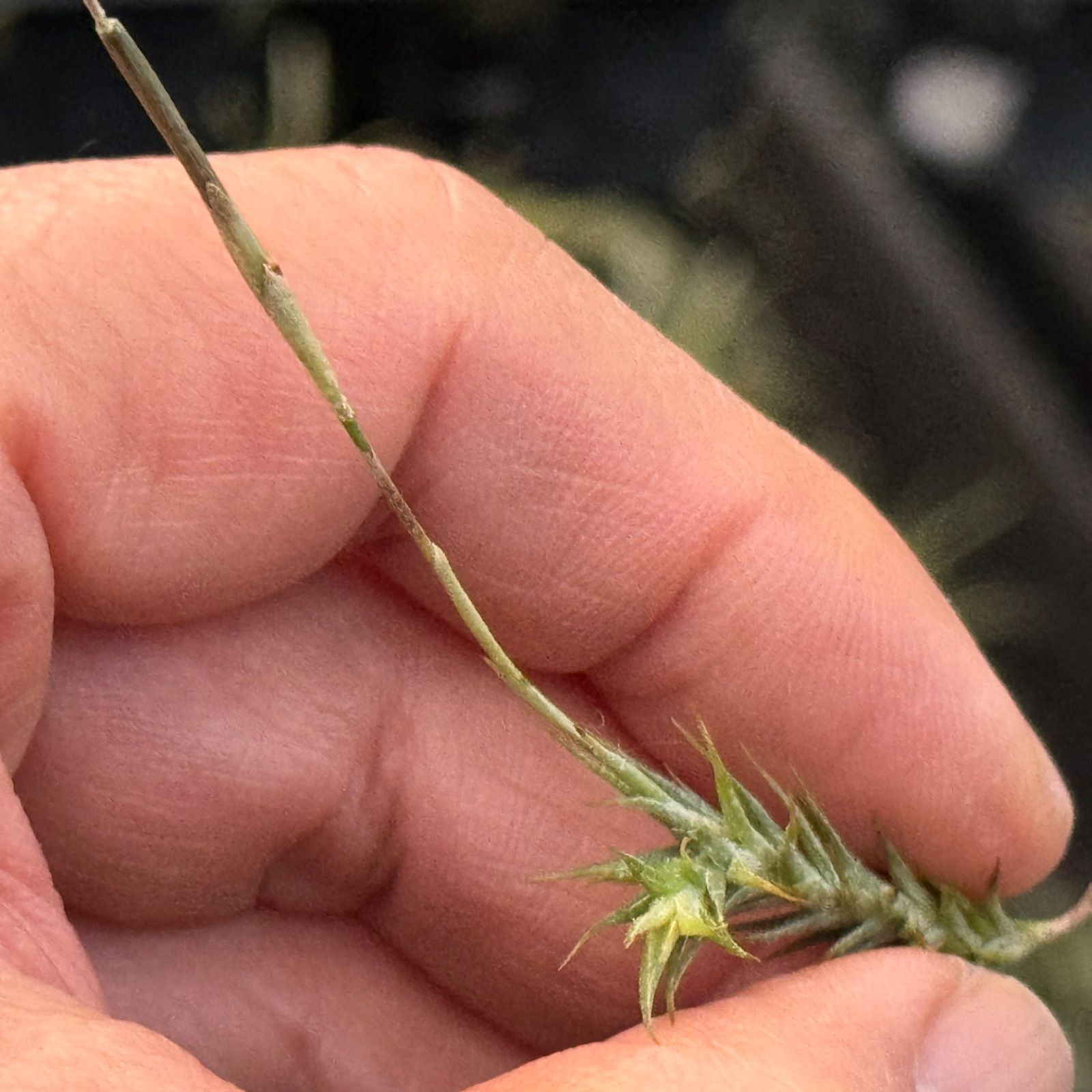 (激レア)チランジア　トリコレピス　クローズドフォーム　タイ便 現品＊ シートポット＊ チランジア トリコレピス Tillandsia