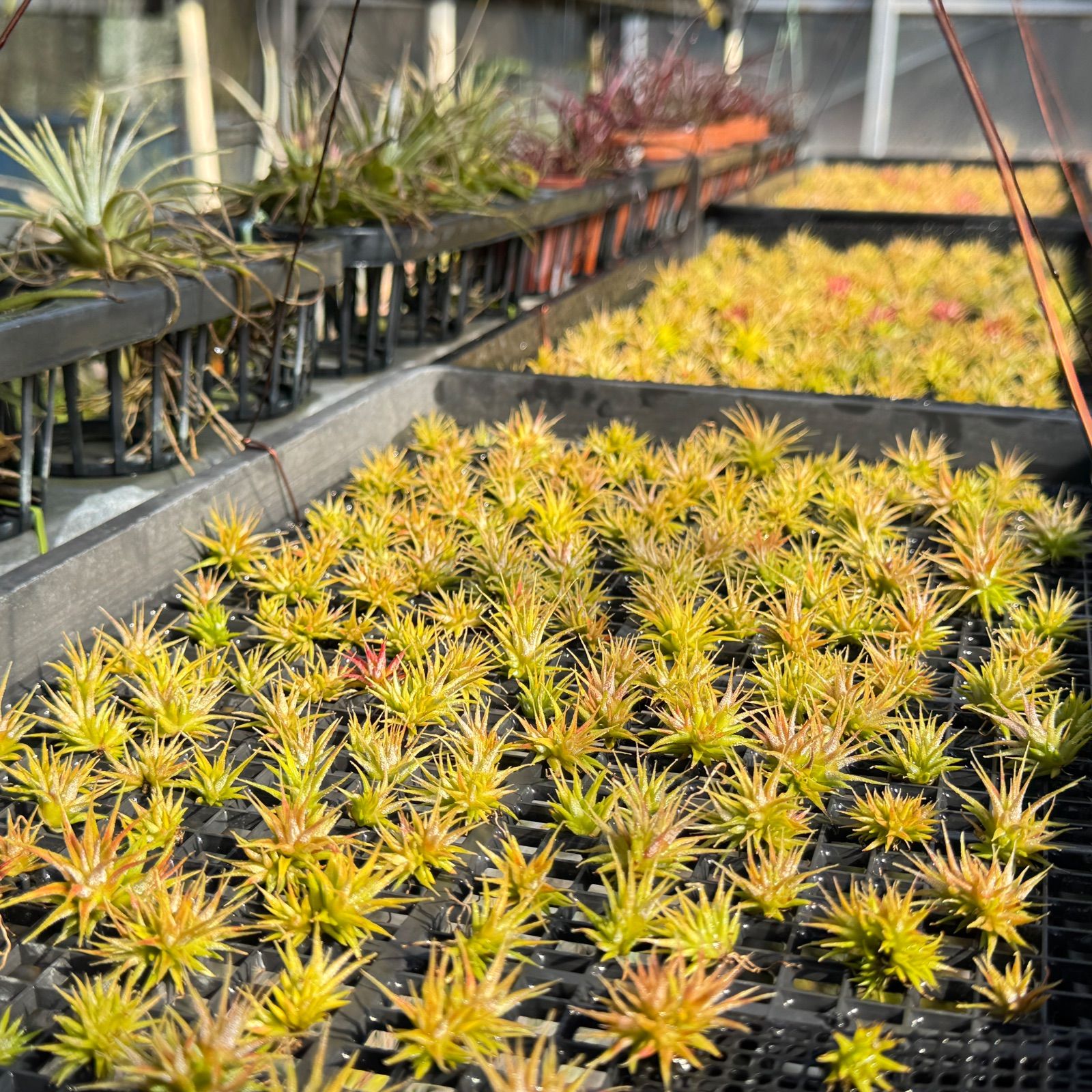 現品＊ シートポット＊ チランジア トリコレピス Tillandsia