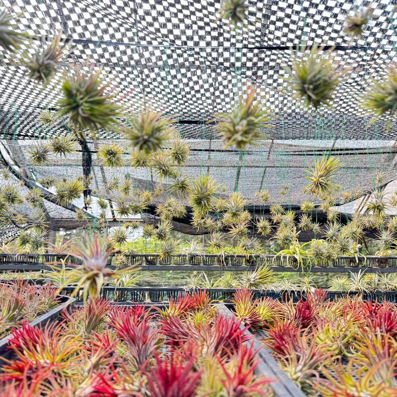 現品＊ シートポット＊ チランジア トリコレピス Tillandsia