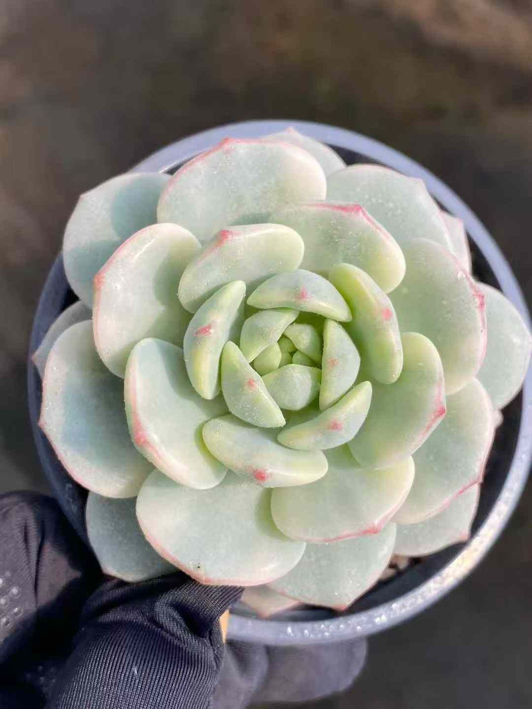 Z85×24株 バニラ錦 抜き苗 多肉植物 アエオニウム エケベリア サボテン