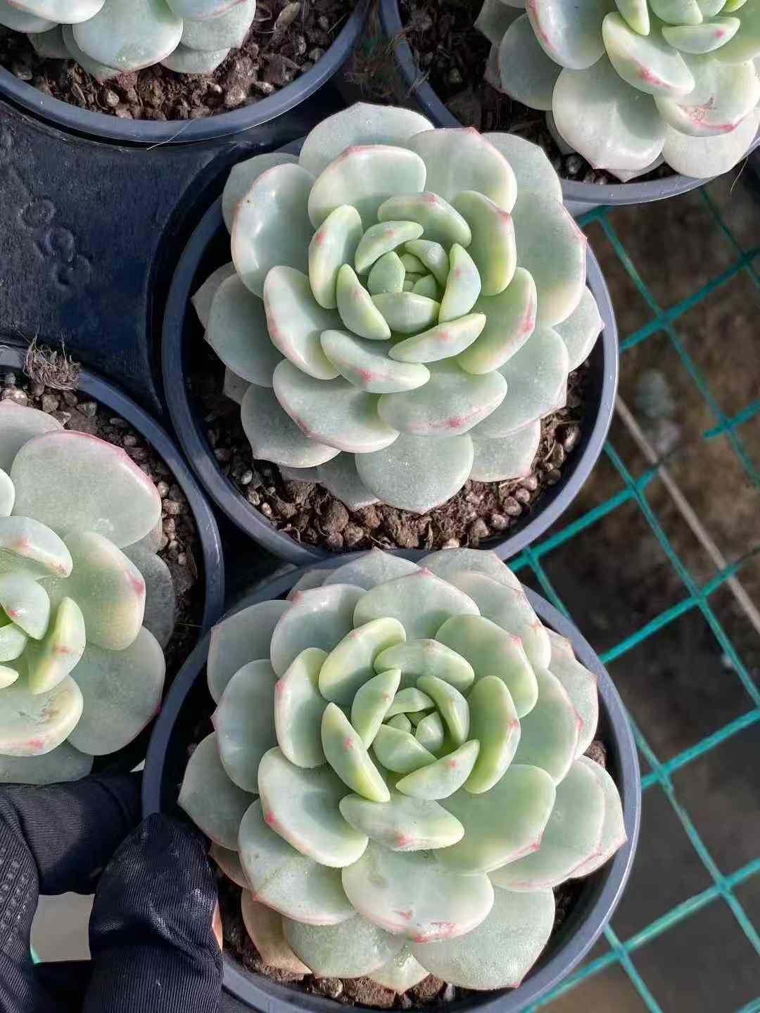 Z85×24株 バニラ錦 抜き苗 多肉植物 アエオニウム エケベリア サボテン