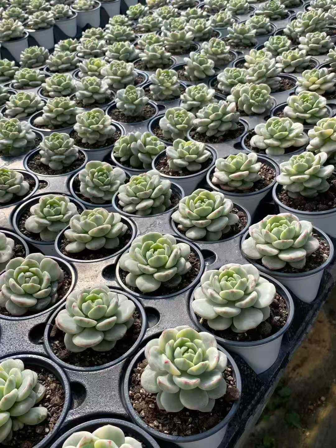 Z85×24株 バニラ錦 抜き苗 多肉植物 アエオニウム エケベリア サボテン