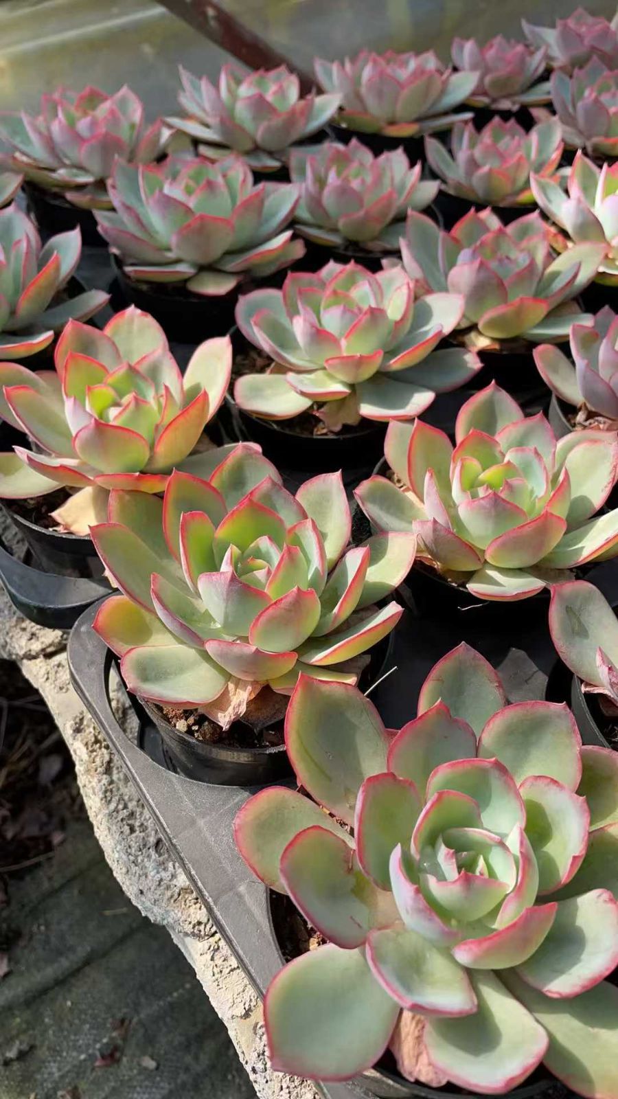 多肉植物　韓国苗　ニューネオンライト 復活多肉と底面給水始めます | だーさまの多肉ブログ