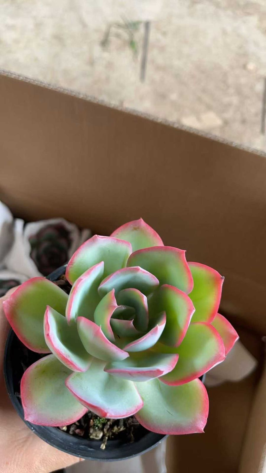 Z86×15株 ネオンライト 抜き苗 多肉植物 アエオニウム エケベリア