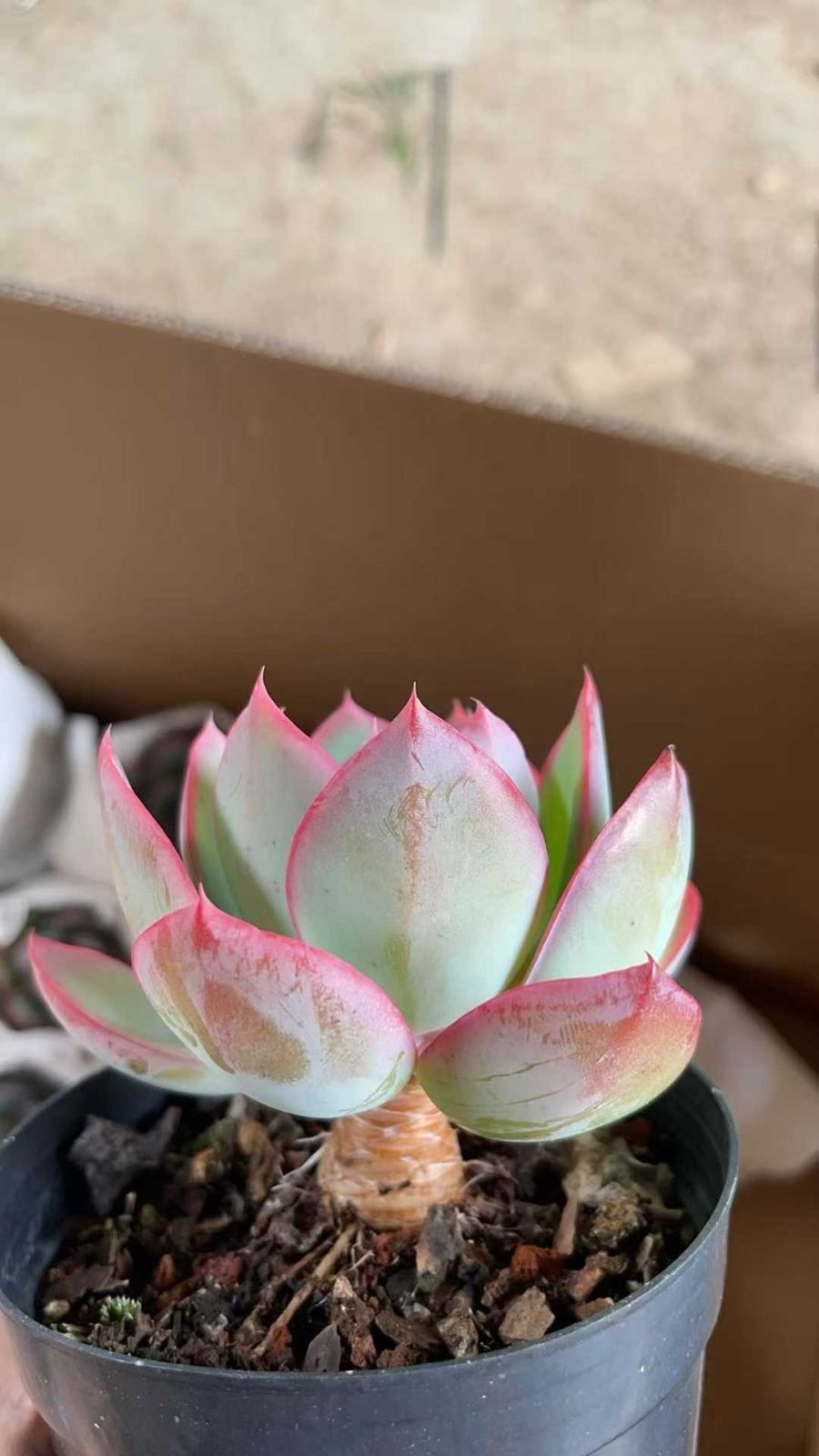 Z86×15株 ネオンライト 抜き苗 多肉植物 アエオニウム エケベリア