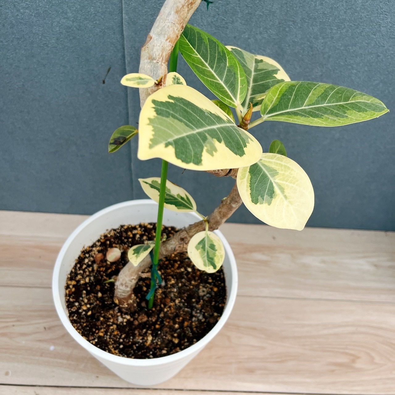 現品］♡おしゃれ♡9番 フィカス アルテシマ 曲がり 7号 観葉植物 室内