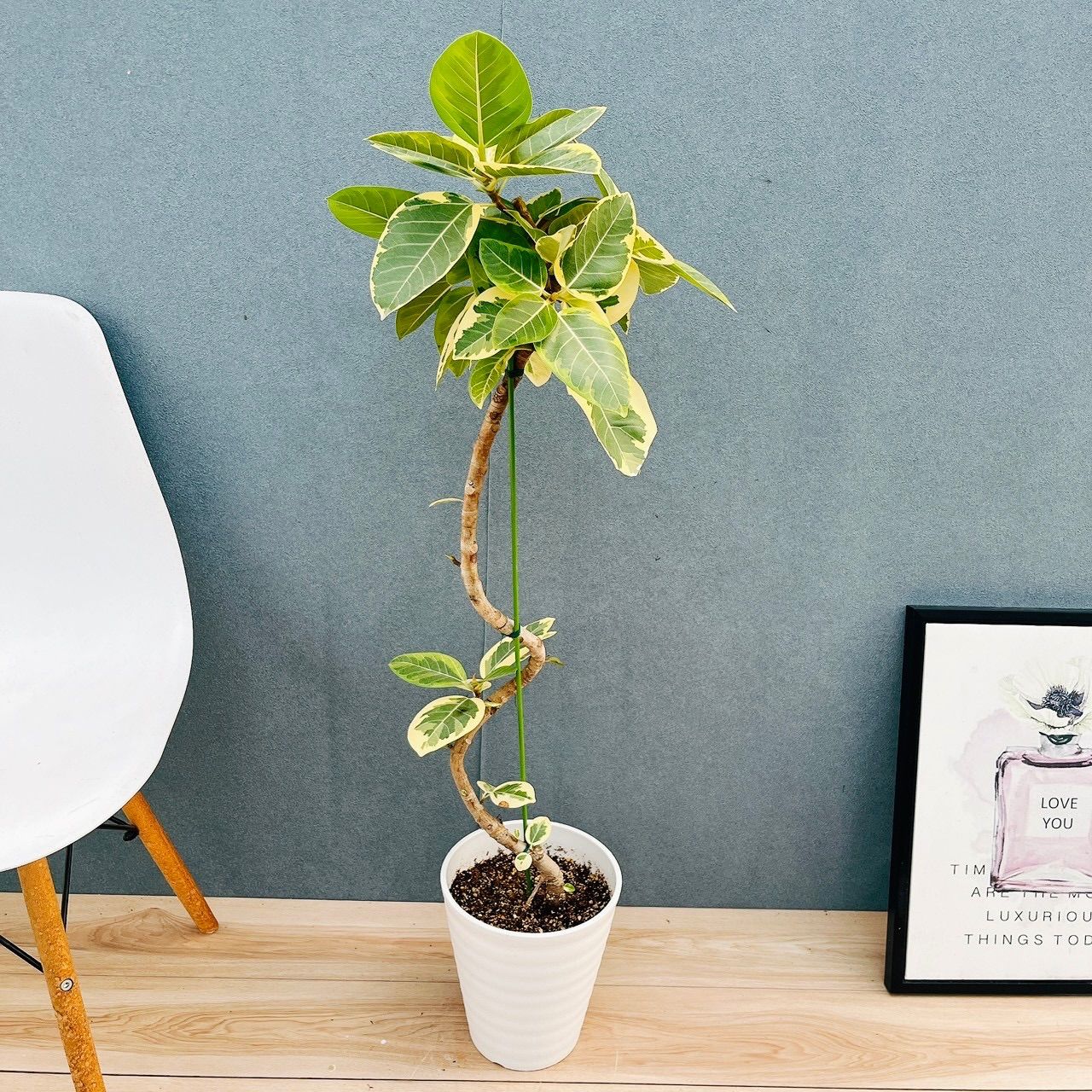 現品］♡おしゃれ♡9番 フィカス アルテシマ 曲がり 7号 観葉植物 室内