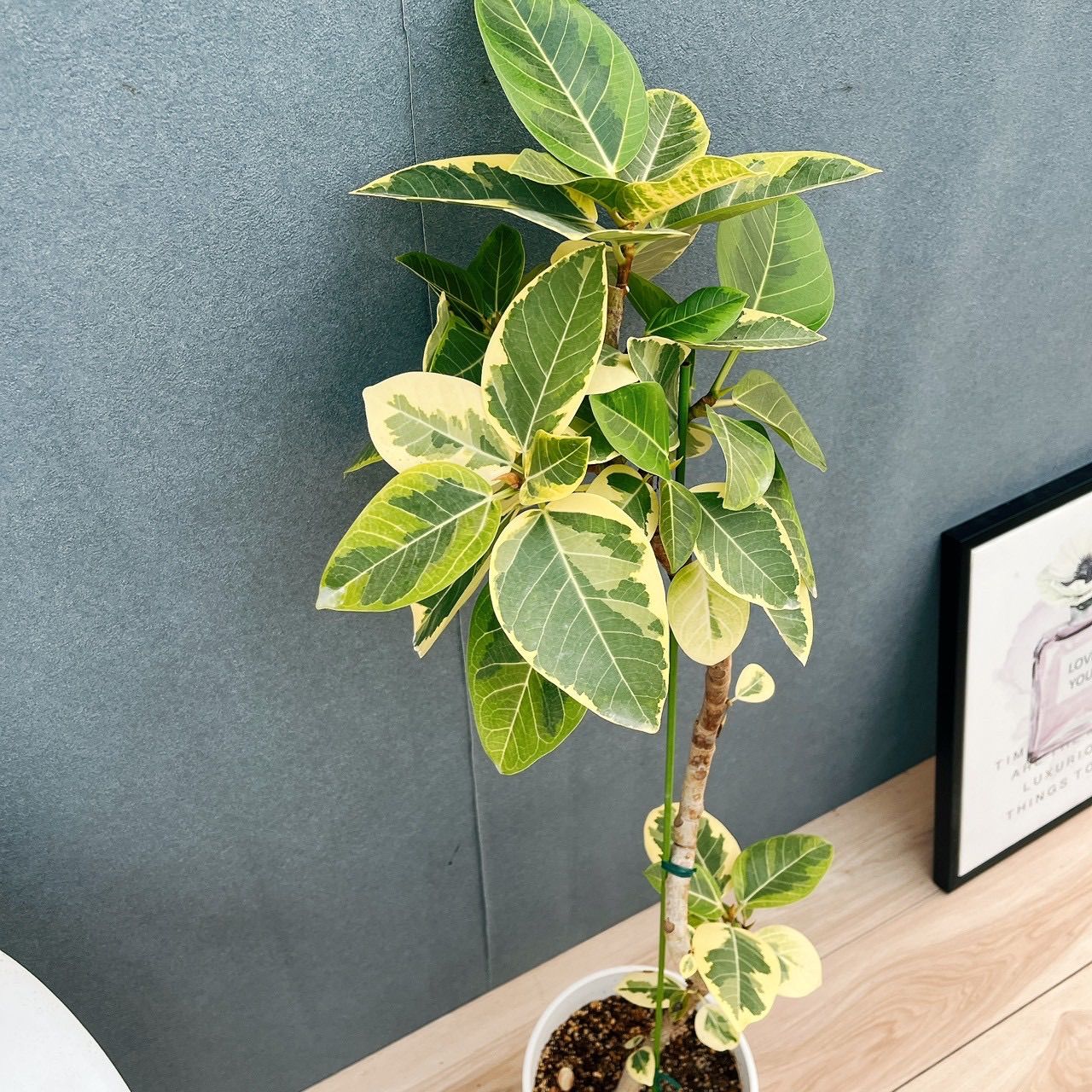 現品］♡おしゃれ♡9番 フィカス アルテシマ 曲がり 7号 観葉植物 室内