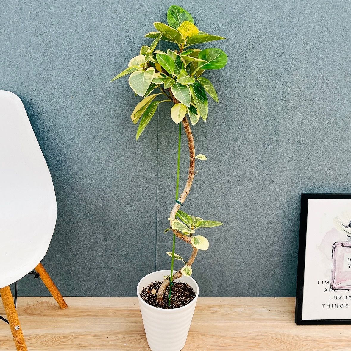 現品］♡おしゃれ♡9番 フィカス アルテシマ 曲がり 7号 観葉植物 室内