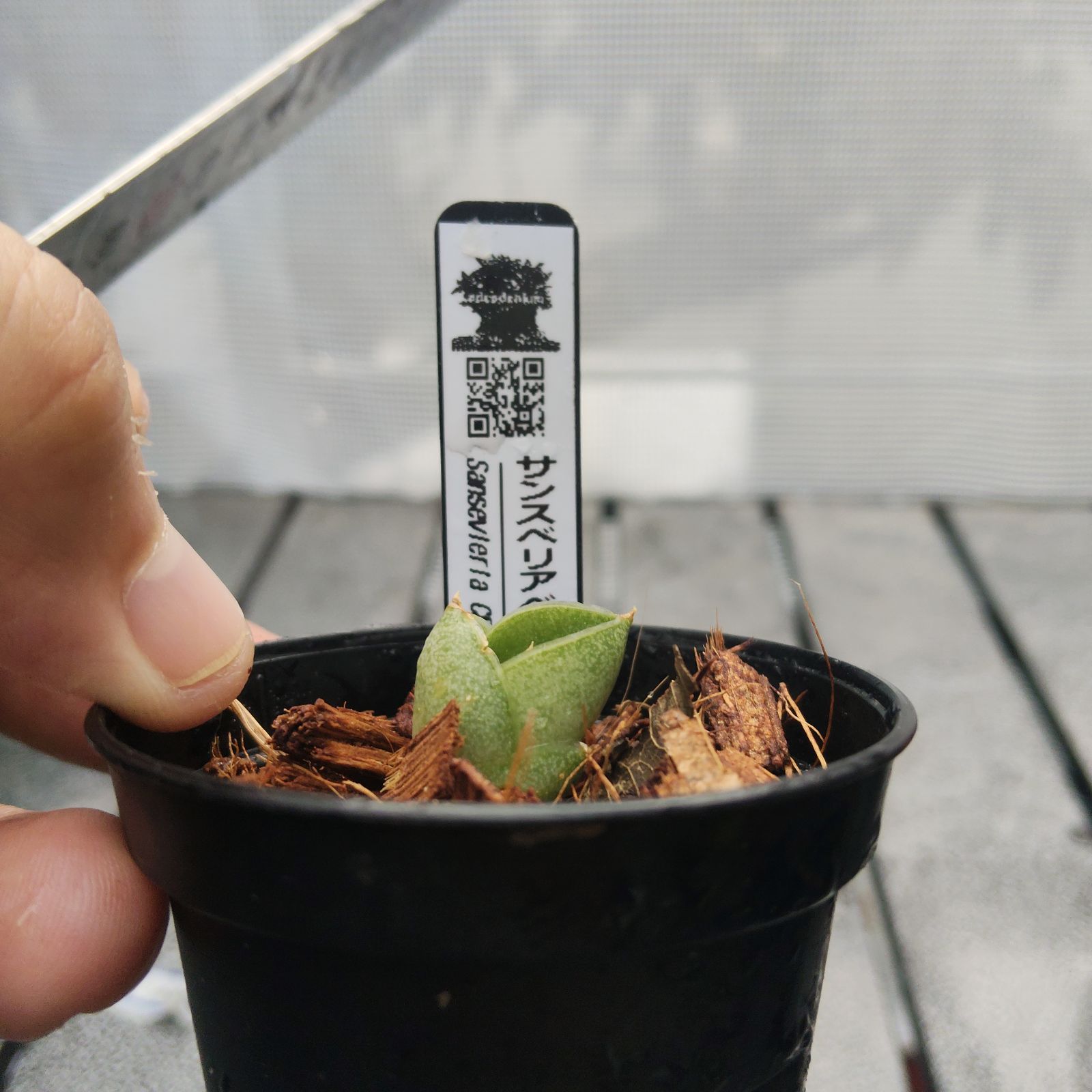 o72 サンスベリア ベンジャロン Sansevieria benjarong アンヤマニー