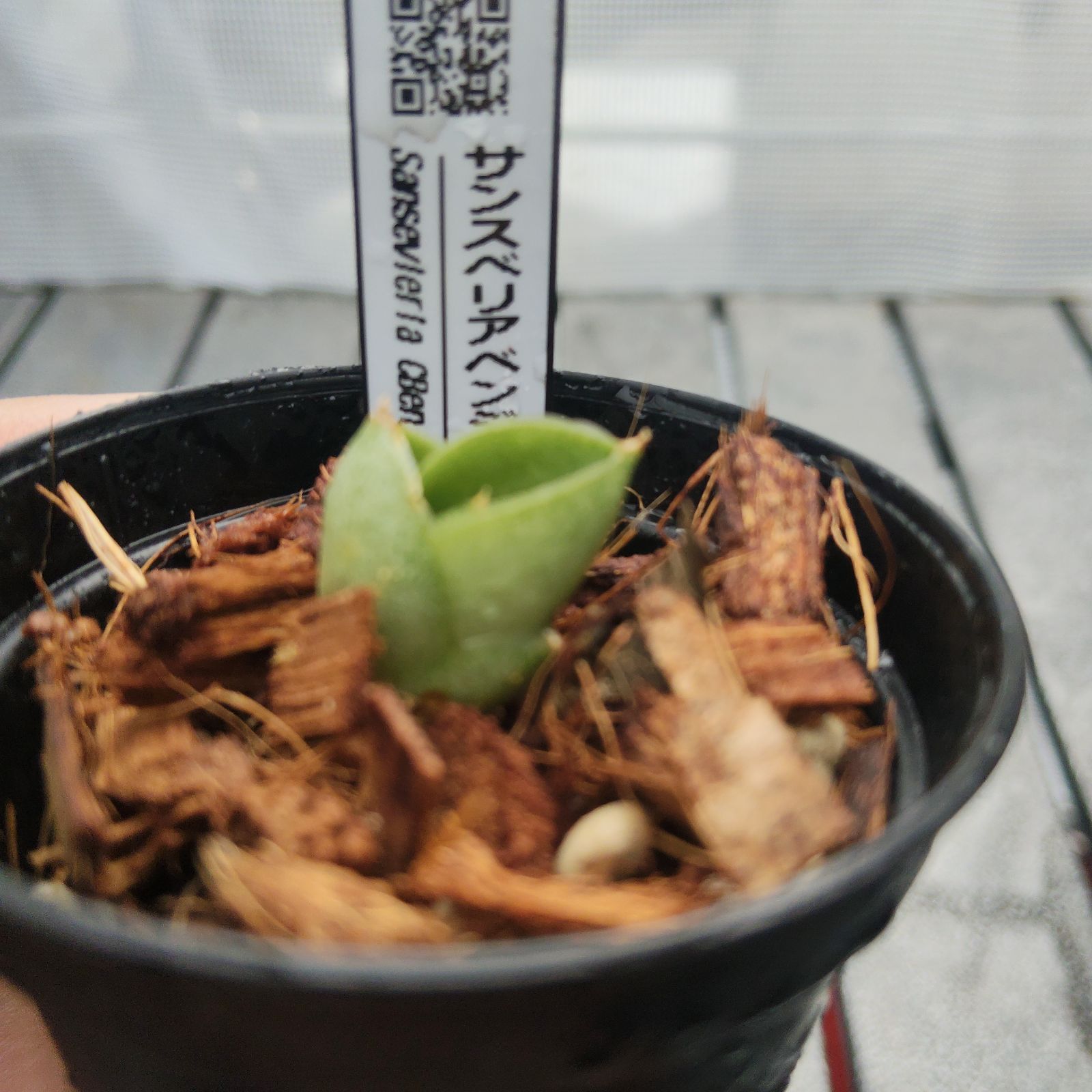 o72 サンスベリア ベンジャロン Sansevieria benjarong アンヤマニー