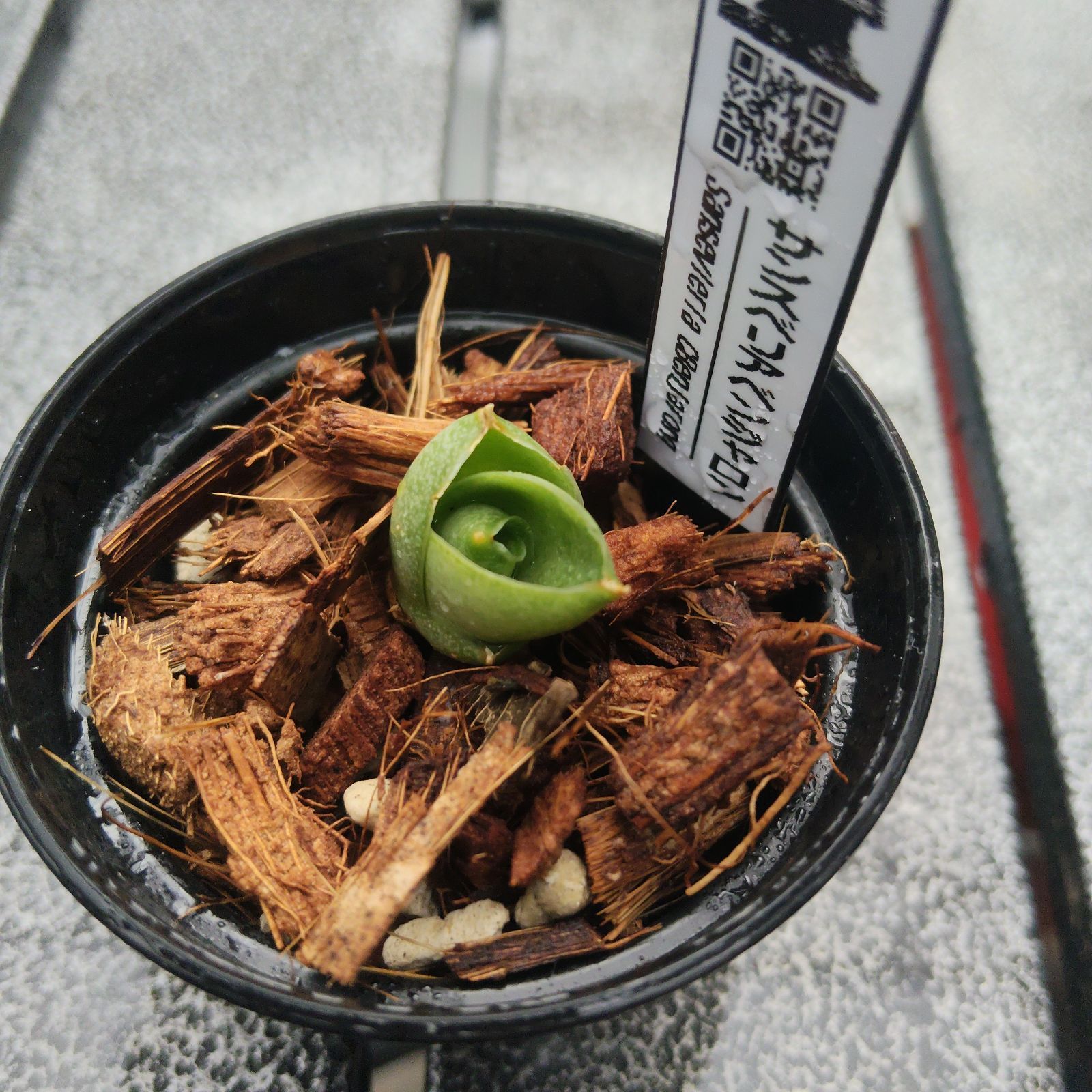 【鬼コレクション株】サンスベリア ベンジャロン(子株2つ付) 鬼コレクション株】サンスベリア ベンジャロン(子株2つ付)