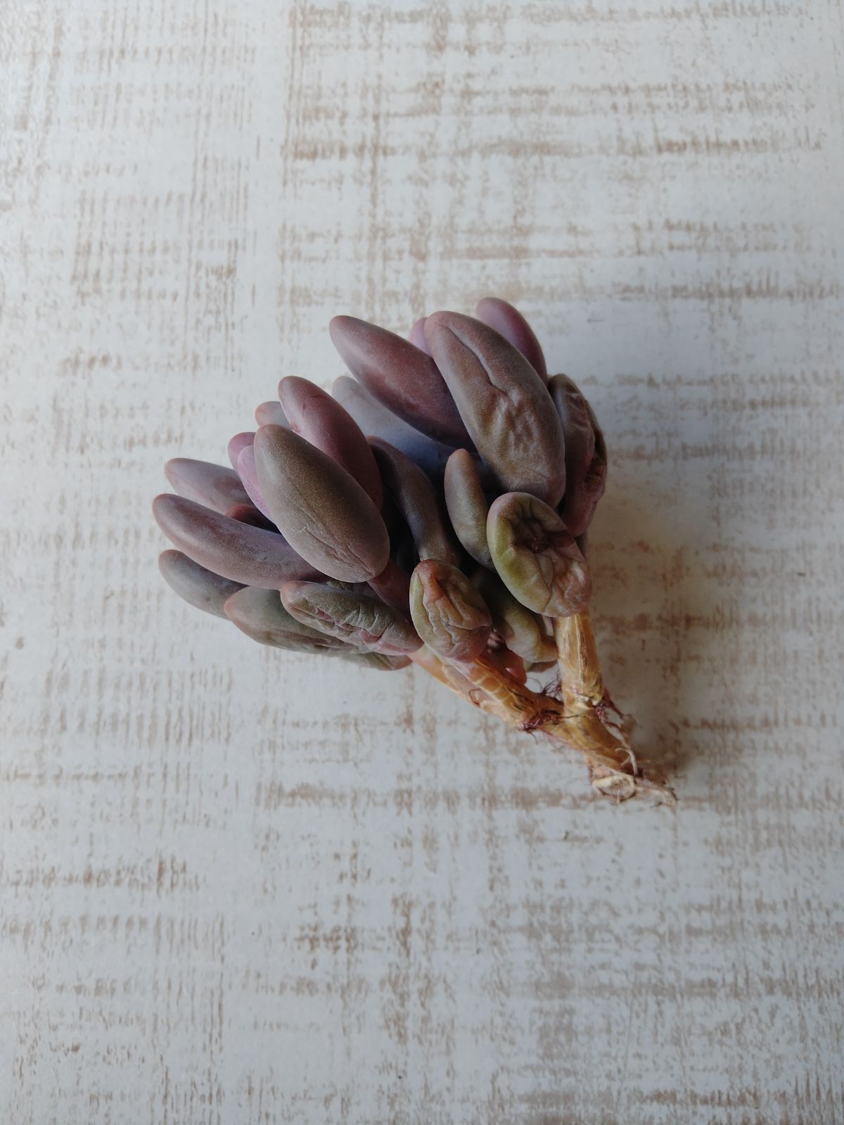 多肉植物 キャンディーグレープ錦 群生 ① - メルカリ