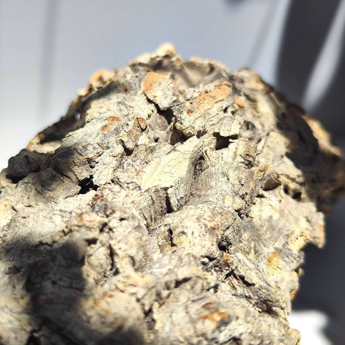 C063 ポルトガル産 キャノンコルク コルク樹皮 コルク板 バージン