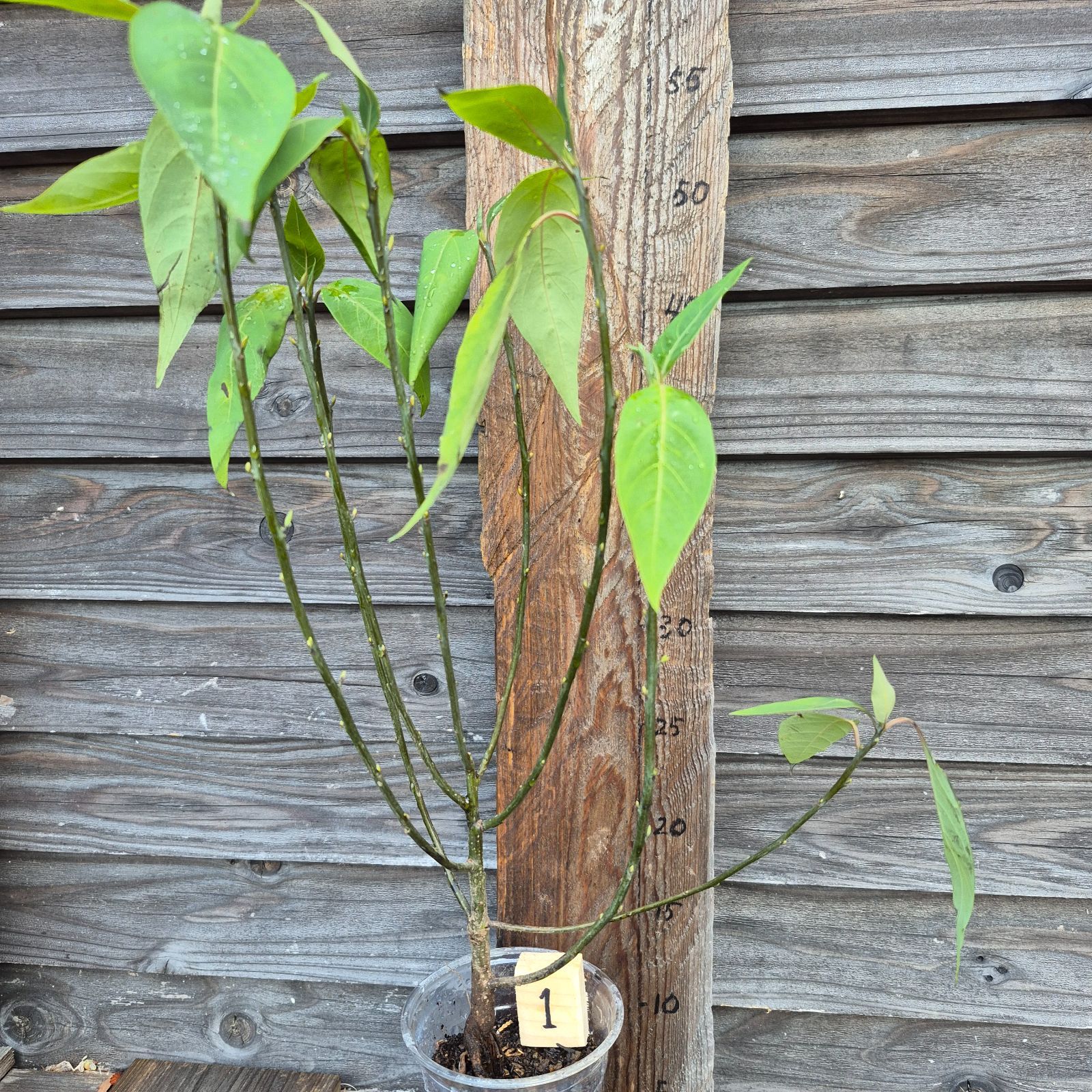 山麓自生アオモジ苗 - メルカリ