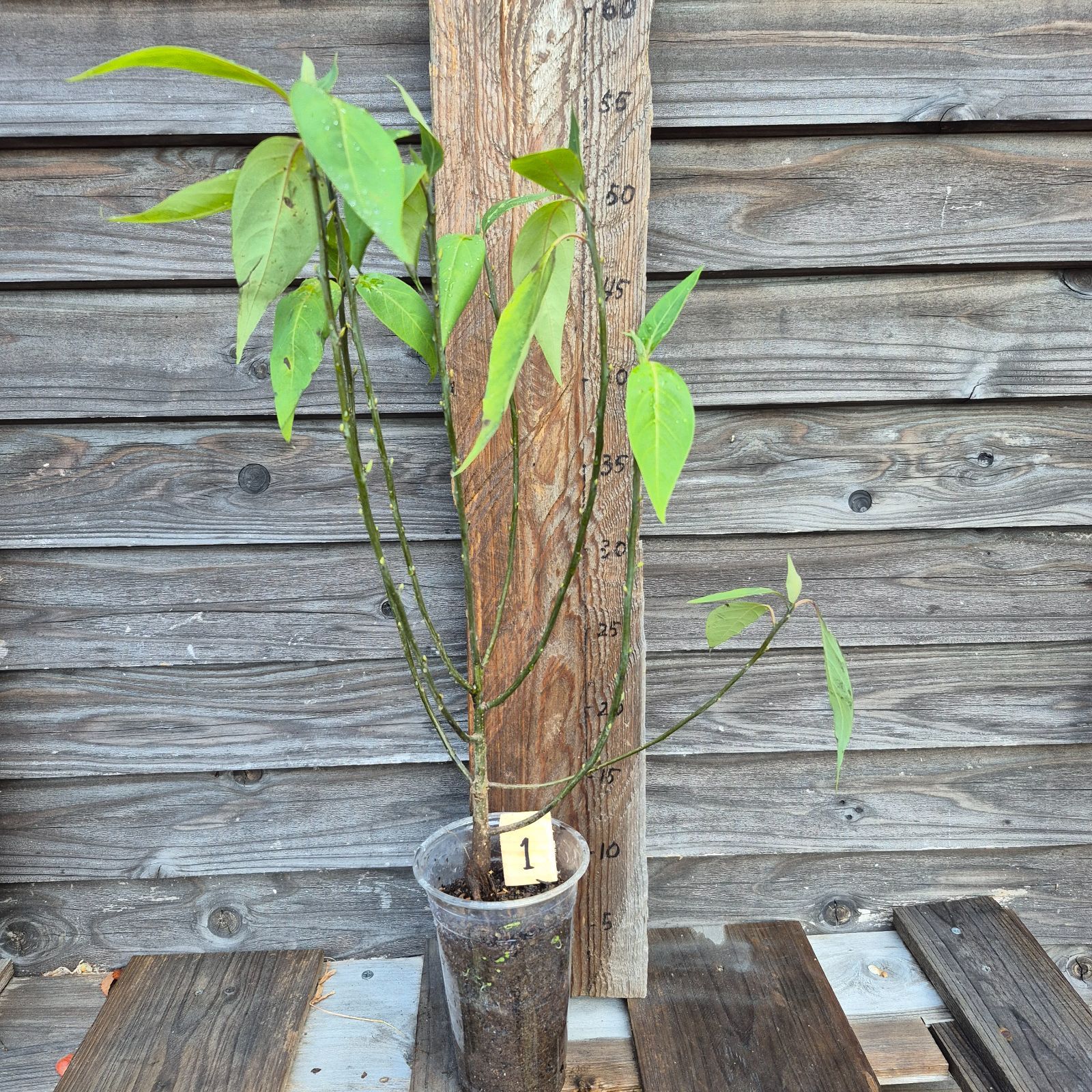 山麓自生アオモジ苗 - メルカリ