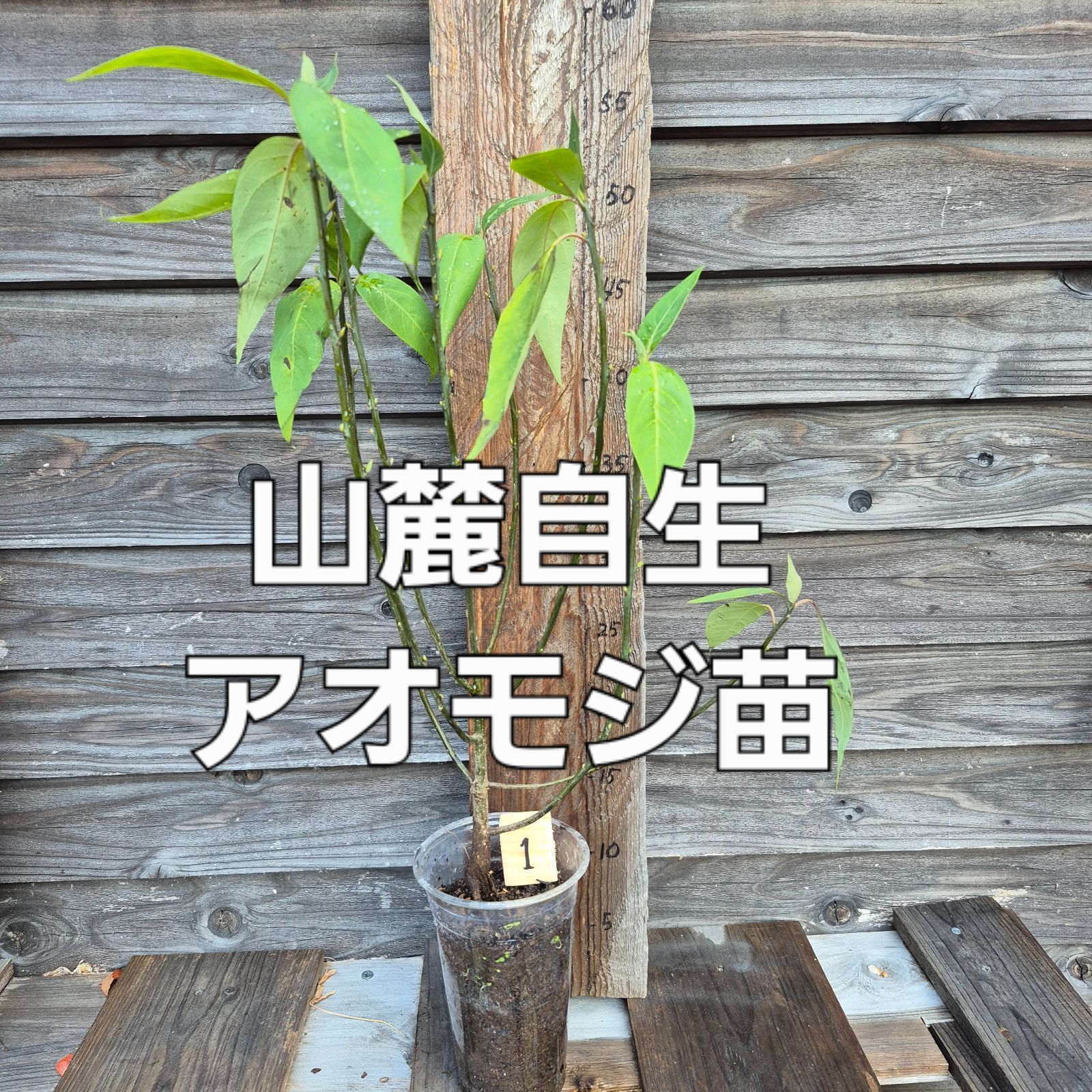 山麓自生アオモジ苗 - メルカリ