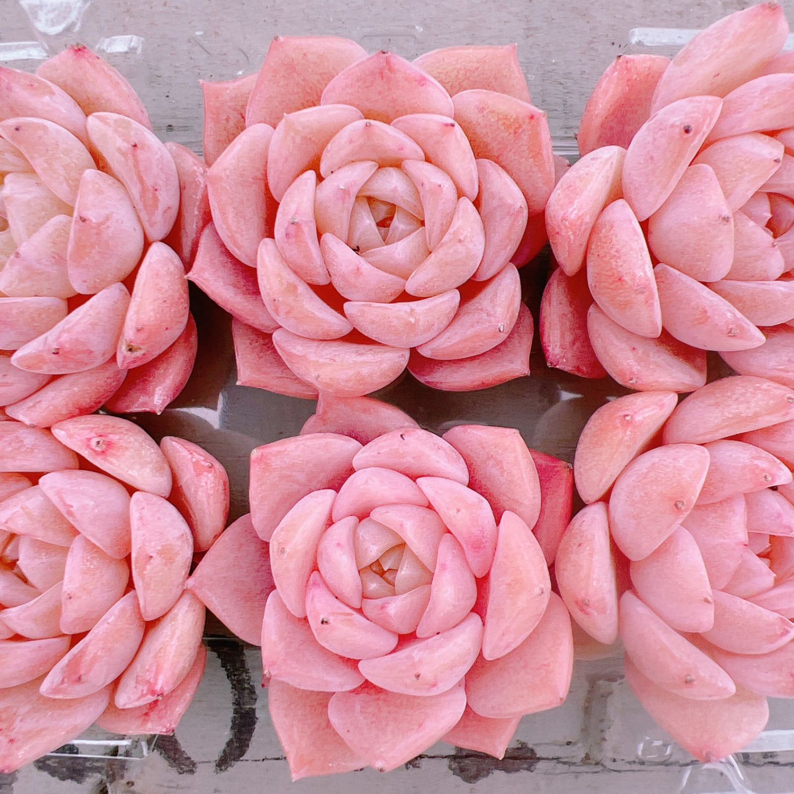 多肉植物 寄せ植えset♡122112 - メルカリ